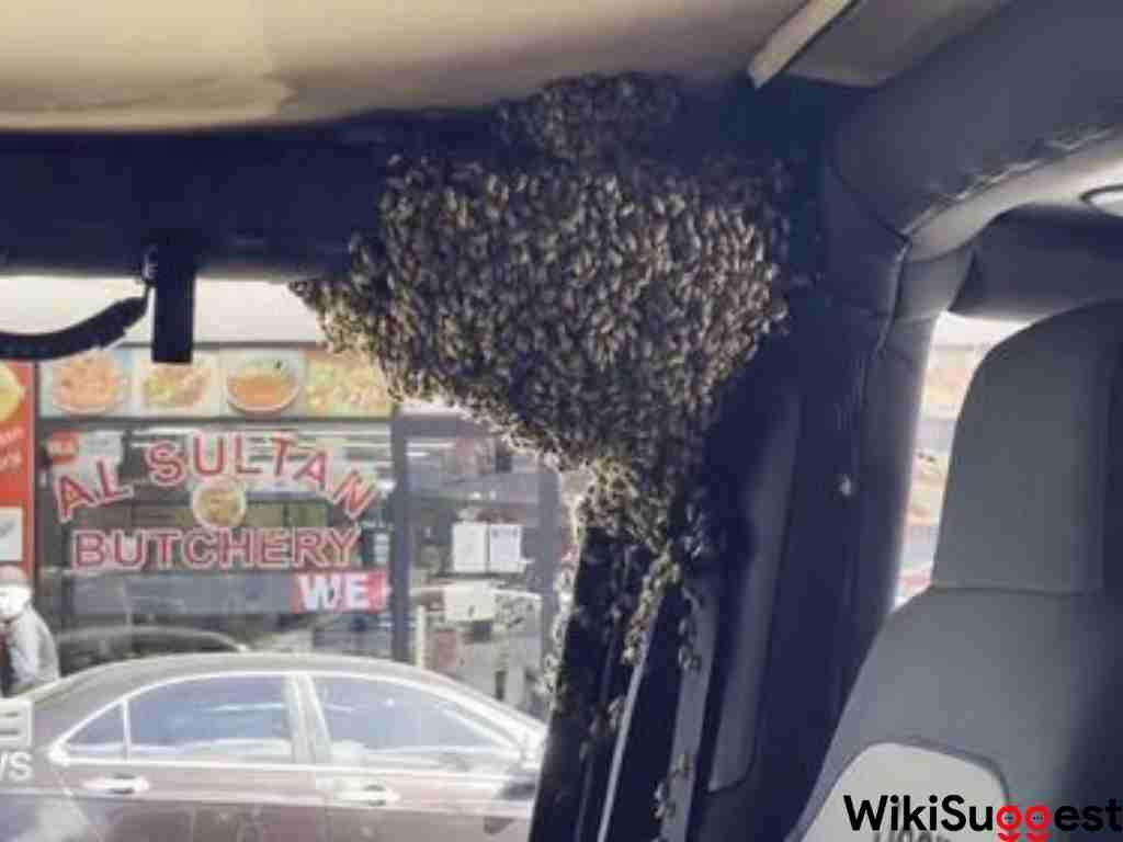 how to get a bee out of your car?