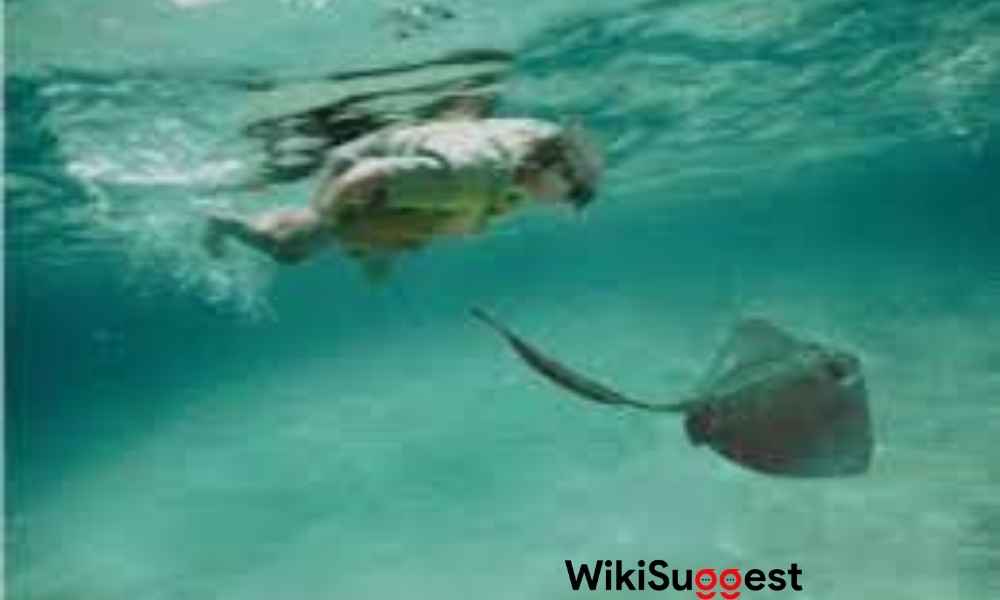 Steve Irwin attack by stingray fish